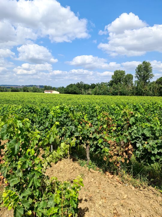 wijngaard en het domaine op de achtergrond
